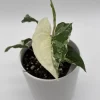 Syngonium Albo Live Plant – Variegated Tropical Houseplant – 4 Inch Pot – Indoor - Image 1