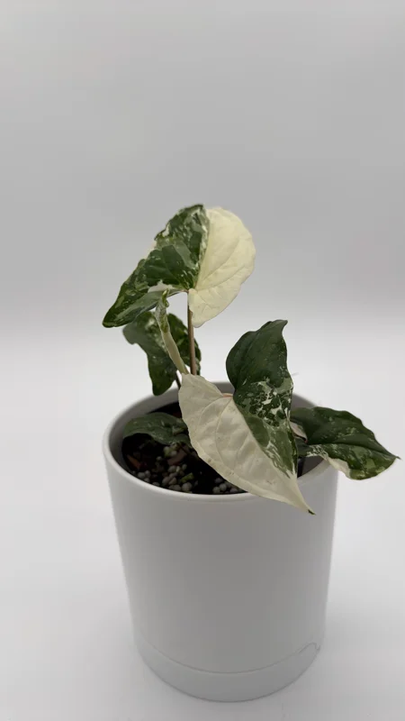 Syngonium Albo Variegated Live Plant – Rare Indoor Houseplant – 4" Pot - Image 2