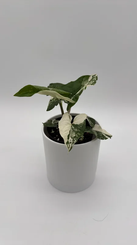 Syngonium Albo Variegated Live Plant – Rare Indoor Houseplant – 4" Pot Syngonium Albo Variegated Live Plant – Rare Indoor Houseplant – 4" Pot - Image 3