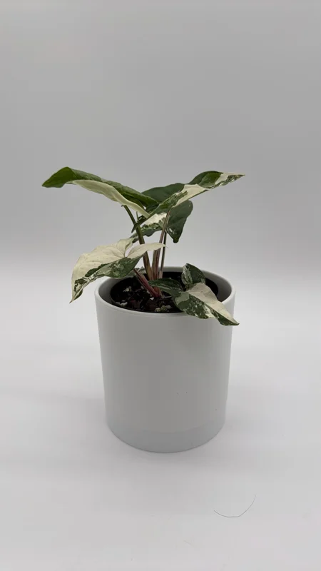 Syngonium Albo Variegated Live Plant – Rare Indoor Houseplant – 4" Pot Syngonium Albo Variegated Live Plant – Rare Indoor Houseplant – 4" Pot - Image 4