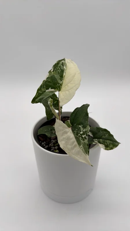 Syngonium Albo Variegated Live Plant – Rare Indoor Houseplant – 4" Pot Syngonium Albo Variegated Live Plant – Rare Indoor Houseplant – 4" Pot - Image 5