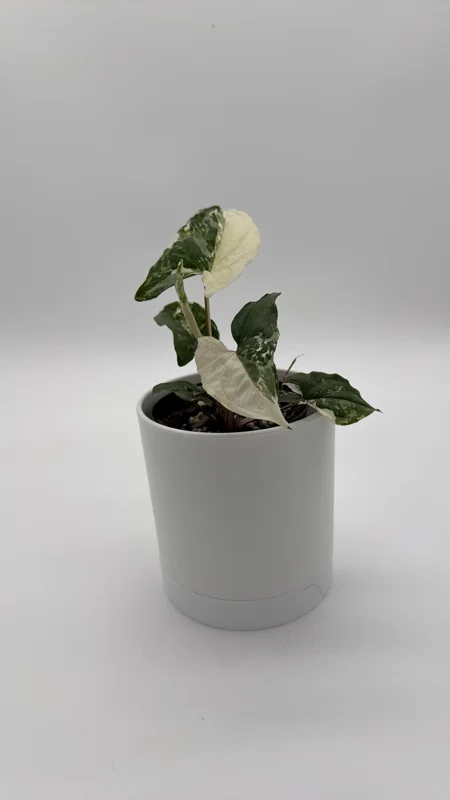 Syngonium Albo Variegated Live Plant – Rare Indoor Houseplant – 4" Pot Syngonium Albo Variegated Live Plant – Rare Indoor Houseplant – 4" Pot - Image 6