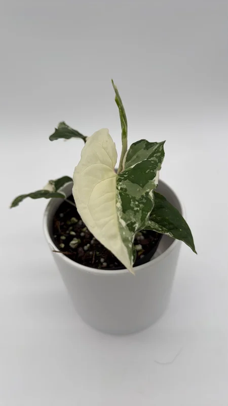 Syngonium Albo Variegated Live Plant – Rare Indoor Houseplant – 4" Pot - Image 1