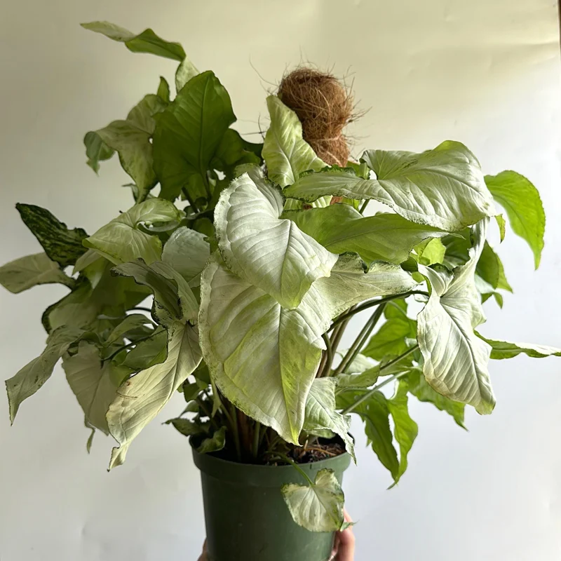 Syngonium Holly Live Plant – 6 Inch Pot – Indoor Houseplant - Image 2