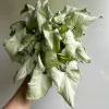Syngonium Holly Live Plant – 6 Inch Pot – Indoor Houseplant - Image 1