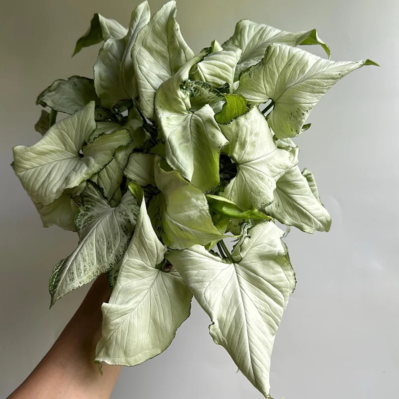 Syngonium Holly Live Plant – 6 Inch Pot – Indoor Houseplant - Image 1