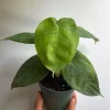 Syngonium Ice Frost Live Plant - Rare Tropical Houseplant 4 inch Pot Syngonium Ice Frost Live Plant - Rare Tropical Houseplant 4 inch Pot - Image 1