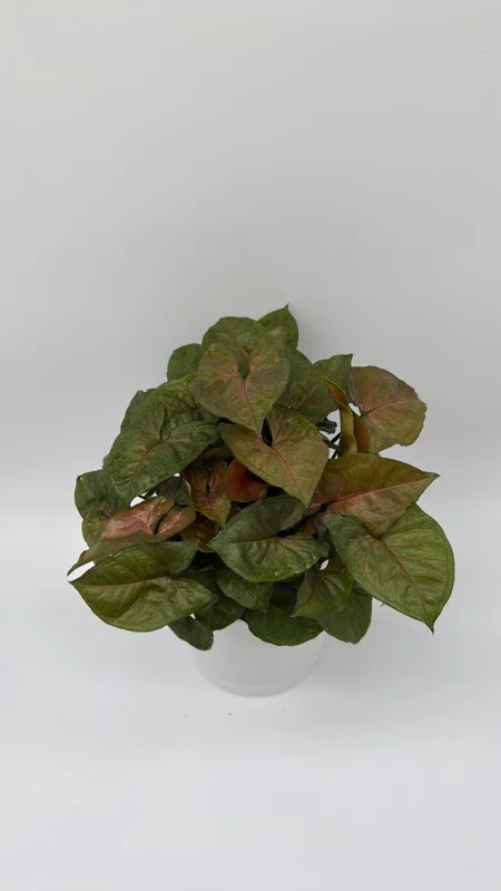 Syngonium Maria Allusion Live Plant – Compact Pink Houseplant – 6" Pot Syngonium Maria Allusion Live Plant – Compact Pink Houseplant – 6" Pot - Image 3