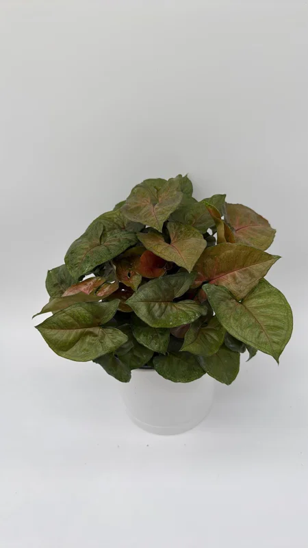 Syngonium Maria Allusion Live Plant – Compact Pink Houseplant – 6" Pot Syngonium Maria Allusion Live Plant – Compact Pink Houseplant – 6" Pot - Image 4