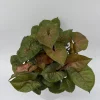 Syngonium Maria Allusion Live Plant – Compact Pink Houseplant – 6" Pot - Image 1