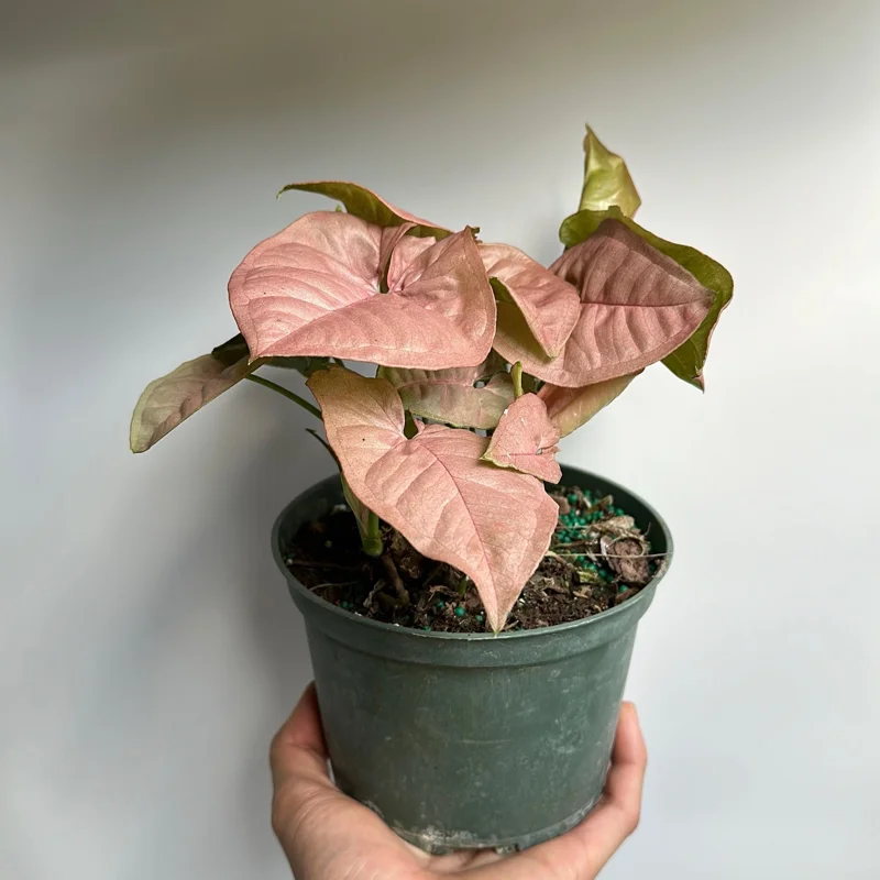 Syngonium Neon Pink Live Plant – 6 inch Pot – Potted Houseplant - Image 2