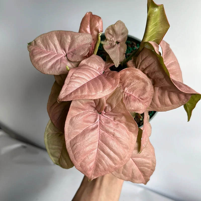 Syngonium Neon Pink Live Plant – 6 inch Pot – Potted Houseplant Syngonium Neon Pink Live Plant – 6 inch Pot – Potted Houseplant - Image 3
