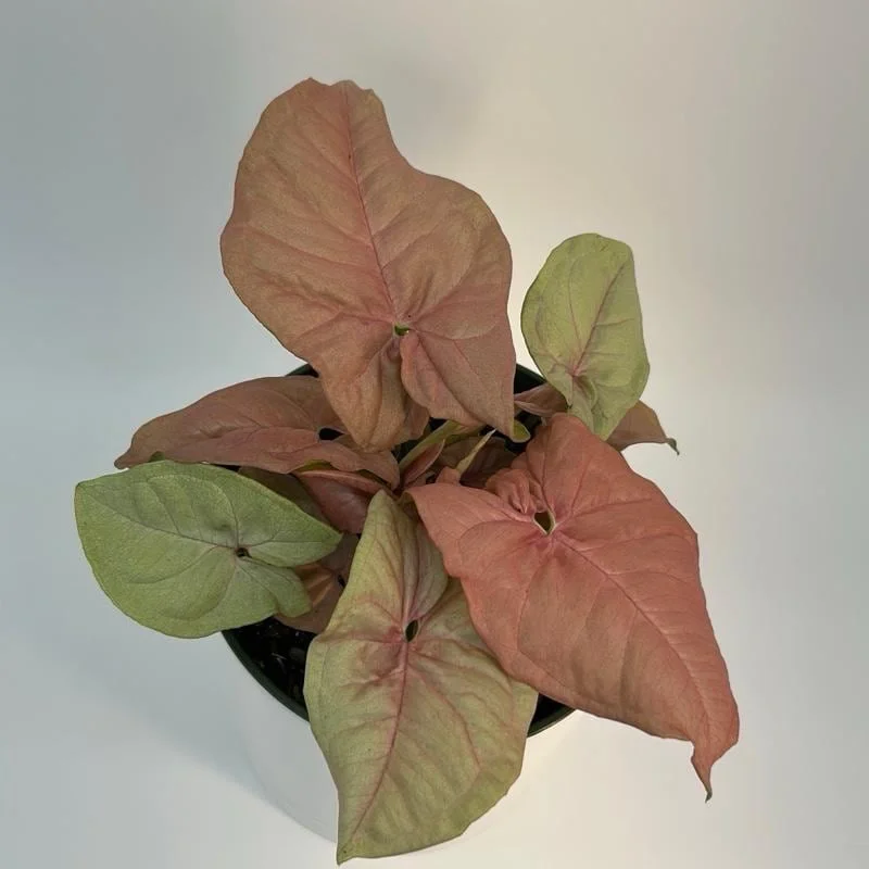 Syngonium Neon Pink Live Plant – 6 inch Pot – Potted Houseplant Syngonium Neon Pink Live Plant – 6 inch Pot – Potted Houseplant - Image 4