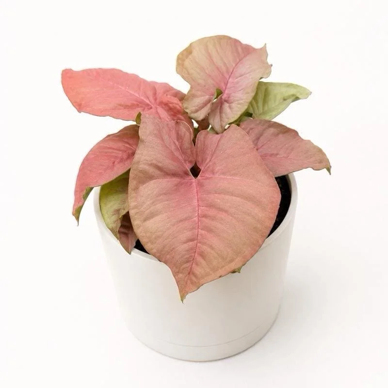 Syngonium Neon Pink Live Plant – 6 inch Pot – Potted Houseplant Syngonium Neon Pink Live Plant – 6 inch Pot – Potted Houseplant - Image 5