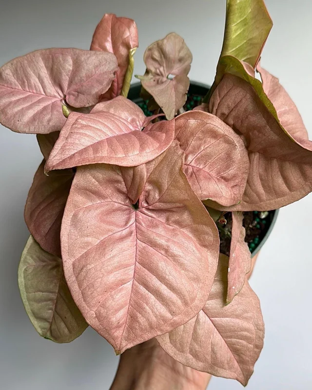 Syngonium Neon Pink Live Plant – 6 inch Pot – Potted Houseplant - Image 1