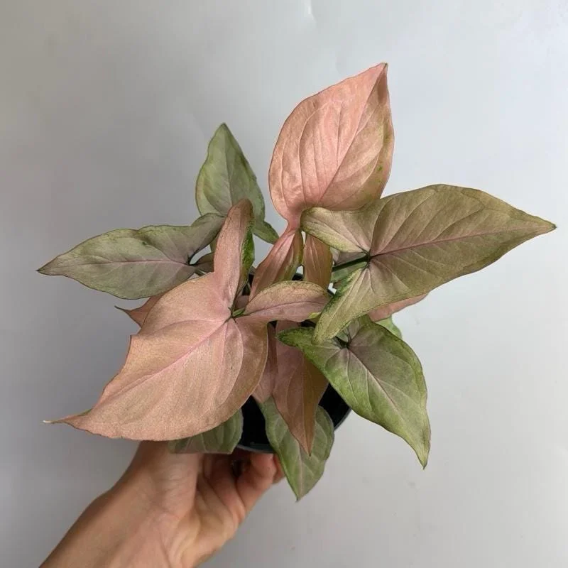 Syngonium Pink Perfection Live Plant – 4 inch Pot – Indoor Arrowhead Vine - Image 2