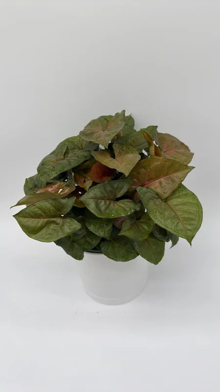 Syngonium Podophyllum 'Maria Allusion' Live Plant – 6 Inch Pot – Compact Houseplant - Image 2