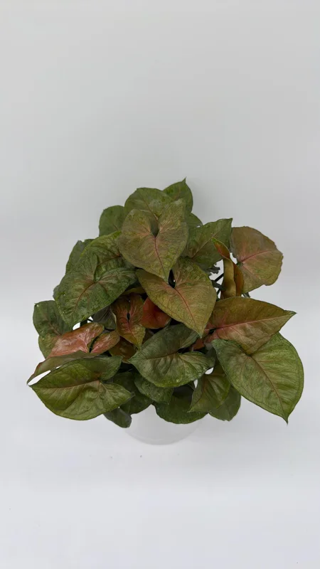 Syngonium Podophyllum 'Maria Allusion' Live Plant – 6 Inch Pot – Compact Houseplant - Image 1