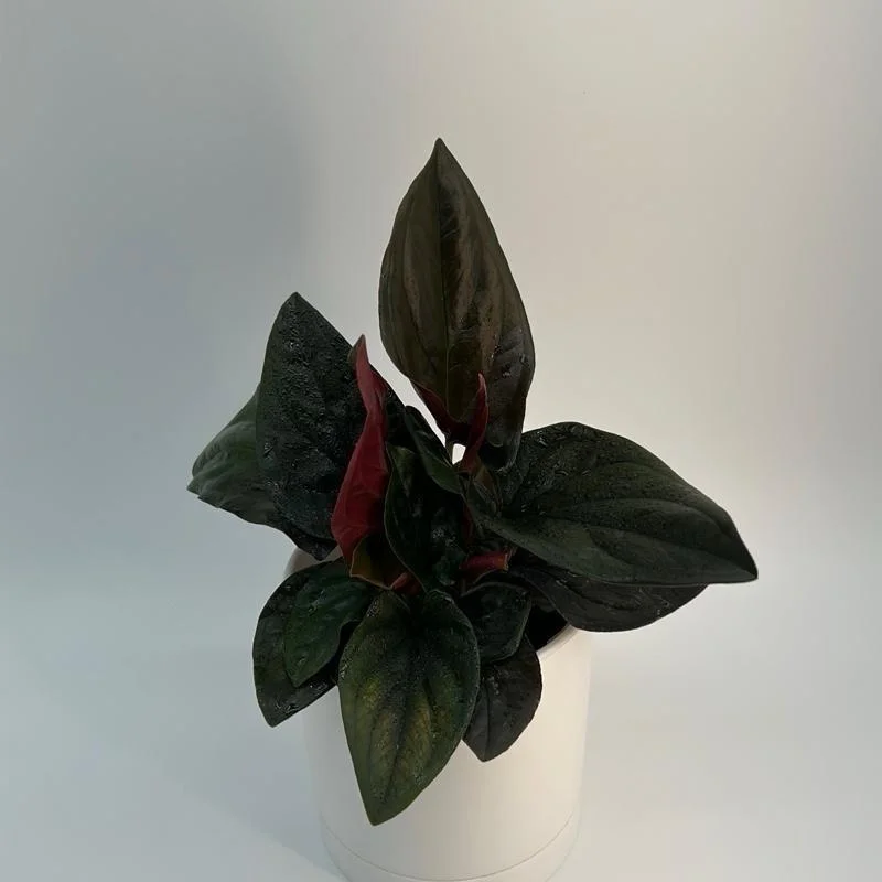 Syngonium Red Arrow Live Plant – Potted Houseplant 4" Pot – Decorative Indoor Plant Syngonium Red Arrow Live Plant – Potted Houseplant 4" Pot – Decorative Indoor Plant - Image 3