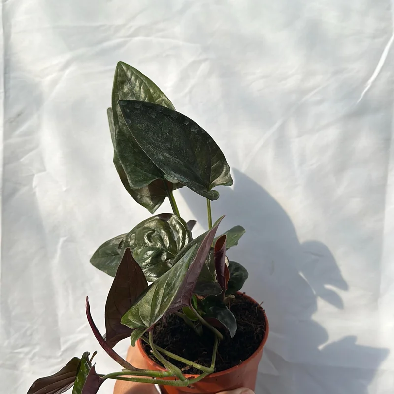 Syngonium Red Arrow Live Plant – Potted Houseplant 4" Pot – Decorative Indoor Plant Syngonium Red Arrow Live Plant – Potted Houseplant 4" Pot – Decorative Indoor Plant - Image 4