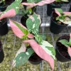 Syngonium Tricolor Arrowhead Plant - Rare Variegated Live Plant in 4" Pot Syngonium Tricolor Arrowhead Plant - Rare Variegated Live Plant in 4" Pot - Image 1