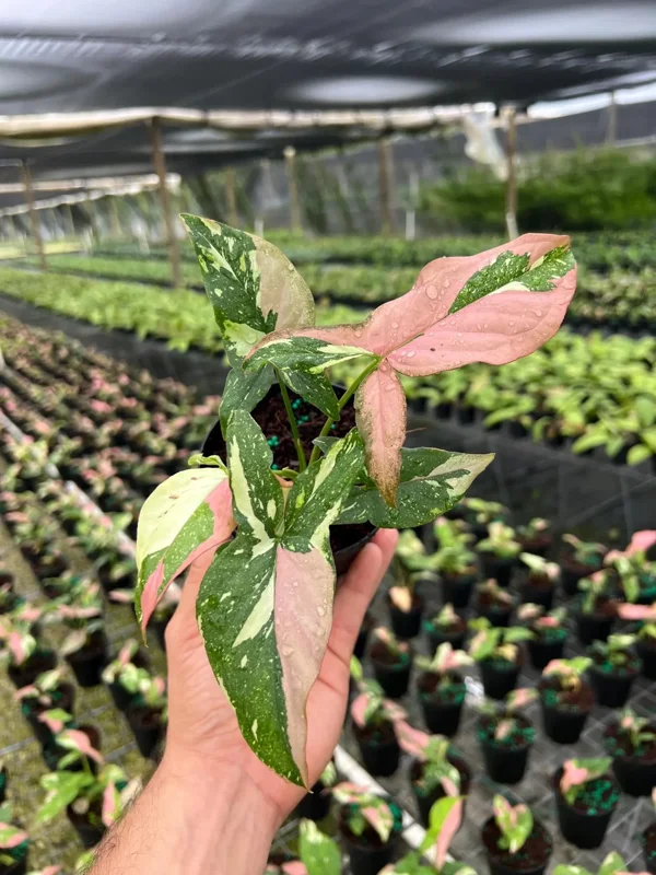 Syngonium Tricolor Arrowhead Plant - Rare Variegated Live Plant in 4" Pot Syngonium Tricolor Arrowhead Plant - Rare Variegated Live Plant in 4" Pot - Image 3
