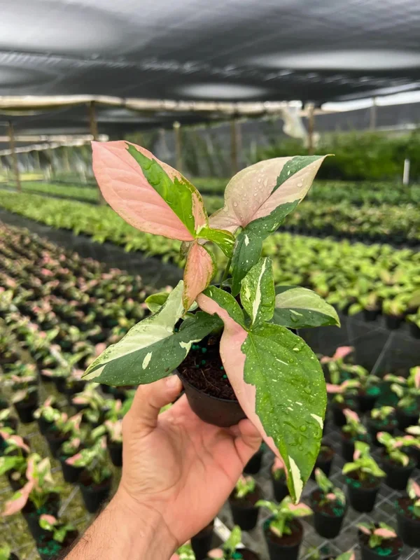 Syngonium Tricolor Arrowhead Plant - Rare Variegated Live Plant in 4" Pot Syngonium Tricolor Arrowhead Plant - Rare Variegated Live Plant in 4" Pot - Image 4