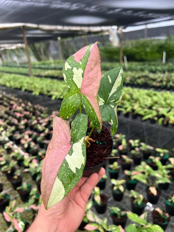 Syngonium Tricolor Arrowhead Plant - Rare Variegated Live Plant in 4" Pot Syngonium Tricolor Arrowhead Plant - Rare Variegated Live Plant in 4" Pot - Image 5