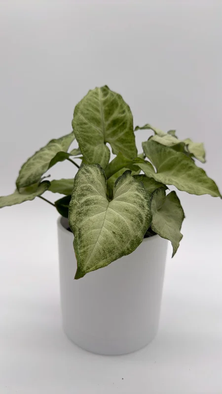 Syngonium White Butterfly Live Plant – 4 inch Pot – Indoor Houseplant - Image 2