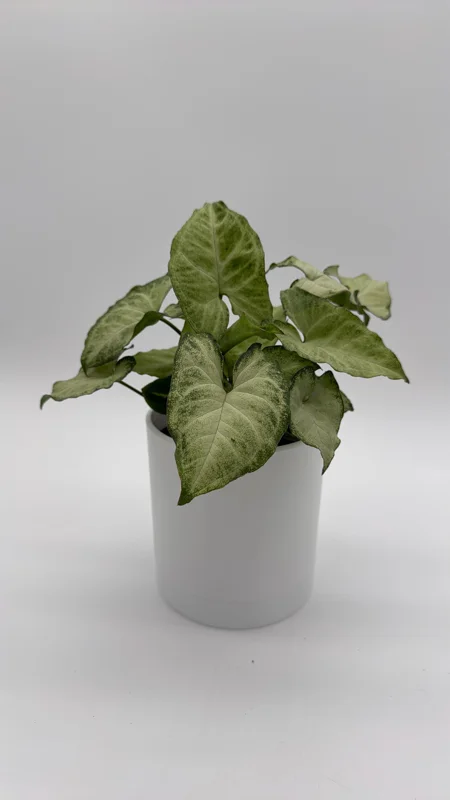 Syngonium White Butterfly Live Plant – 4 inch Pot – Indoor Houseplant - Image 1
