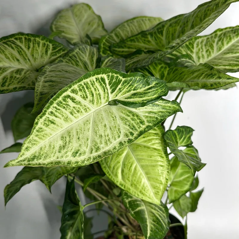 Syngonium White Butterfly Live Plant – Tropical Houseplant – 6 Inch Pot – Indoor Syngonium White Butterfly Live Plant – Tropical Houseplant – 6 Inch Pot – Indoor - Image 3