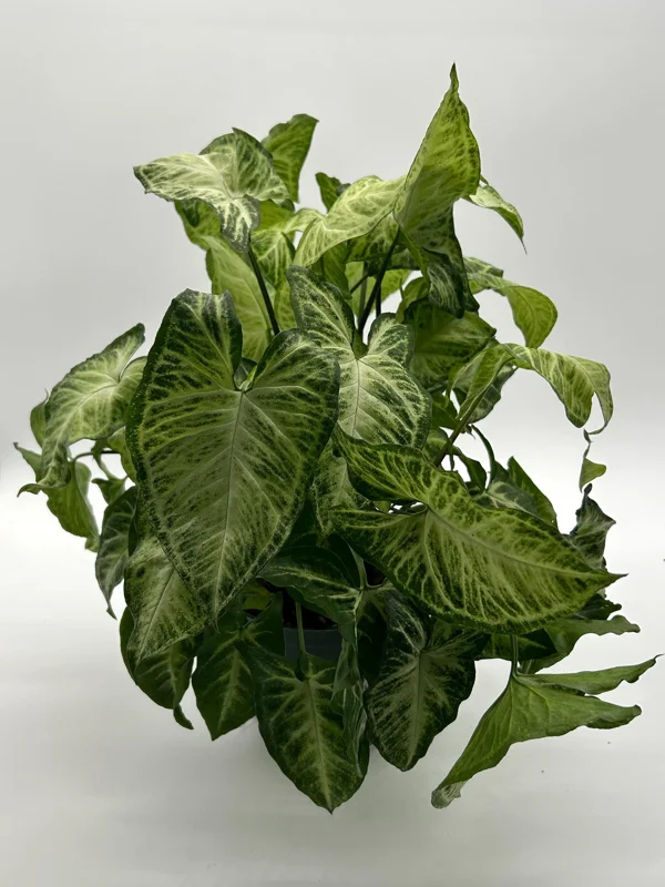 Syngonium White Butterfly Live Plant – Tropical Houseplant – 6 Inch Pot – Indoor Syngonium White Butterfly Live Plant – Tropical Houseplant – 6 Inch Pot – Indoor - Image 4