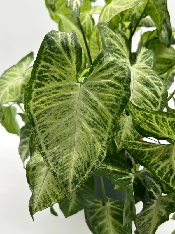 Syngonium White Butterfly Live Plant – Tropical Houseplant – 6 Inch Pot – Indoor Syngonium White Butterfly Live Plant – Tropical Houseplant – 6 Inch Pot – Indoor - Image 5