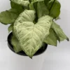 Syngonium White Butterfly Live Plant – Tropical Houseplant – 6 Inch Pot – Indoor Syngonium White Butterfly Live Plant – Tropical Houseplant – 6 Inch Pot – Indoor - Image 1