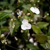 Tahitian Bridal Veil Live Plant – Gibasis Geniculata – White Blooming Hanging Basket Tahitian Bridal Veil Live Plant – Gibasis Geniculata – White Blooming Hanging Basket - Image 1