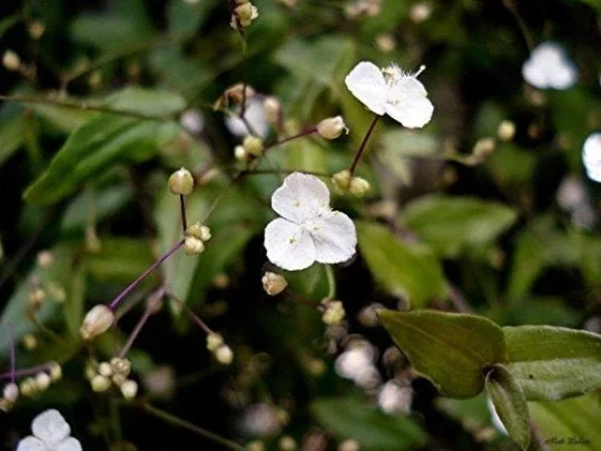 Tahitian Bridal Veil Live Plant – Gibasis Geniculata – White Blooming Hanging Basket - Image 1