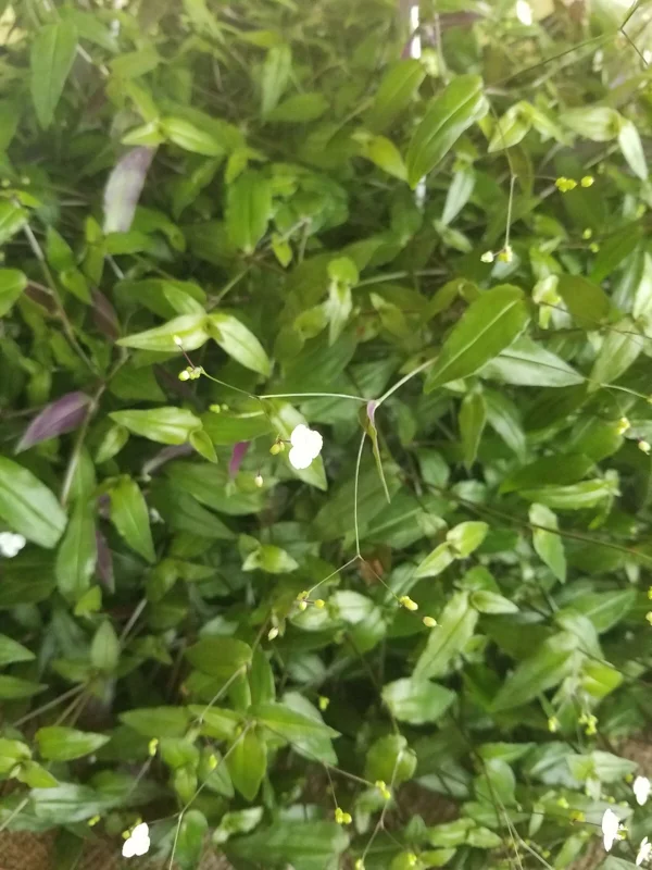 Tahitian Bridal Veil Live Plant – Gibasis Geniculata – White Blooming Hanging Basket - Image 2