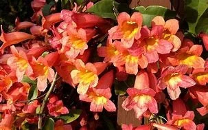 Tangerine Crossvine Live Plant 1 Gallon – Showy Orange Trumpet Flowers - Image 2