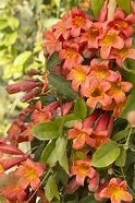 Tangerine Crossvine Live Plant 1 Gallon – Showy Orange Trumpet Flowers Tangerine Crossvine Live Plant 1 Gallon – Showy Orange Trumpet Flowers - Image 3