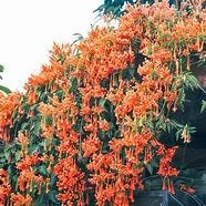 Tangerine Crossvine Live Plant 1 Gallon – Showy Orange Trumpet Flowers Tangerine Crossvine Live Plant 1 Gallon – Showy Orange Trumpet Flowers - Image 4