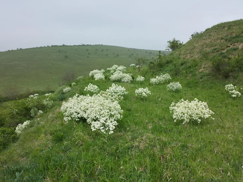 Tatarian Sea Kale Seeds - Crambe tataria 10 Seeds - Hardy Perennial Plant Edible - Image 2