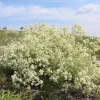 Tatarian Sea Kale Seeds - Crambe tataria 10 Seeds - Hardy Perennial Plant Edible - Image 1