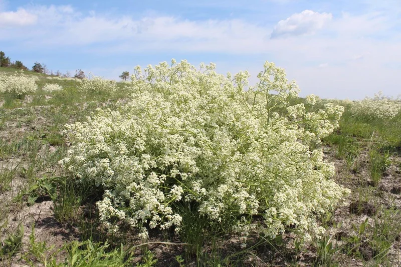 Tatarian Sea Kale Seeds - Crambe tataria 10 Seeds - Hardy Perennial Plant Edible - Image 1