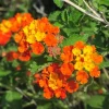 Texas Lantana Live Plant – 1 Gallon Fully Rooted – Outdoor Shrub - Image 1