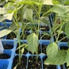 Thai Red Dragon Chili Live Plant - Super Hot Pepper (Lot of 3, 75 Days Old) Thai Red Dragon Chili Live Plant - Super Hot Pepper (Lot of 3, 75 Days Old) - Image 1
