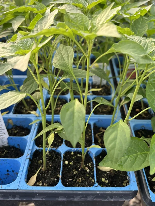 Thai Red Dragon Chili Live Plant - Super Hot Pepper (Lot of 3, 75 Days Old) Thai Red Dragon Chili Live Plant - Super Hot Pepper (Lot of 3, 75 Days Old) - Image 1