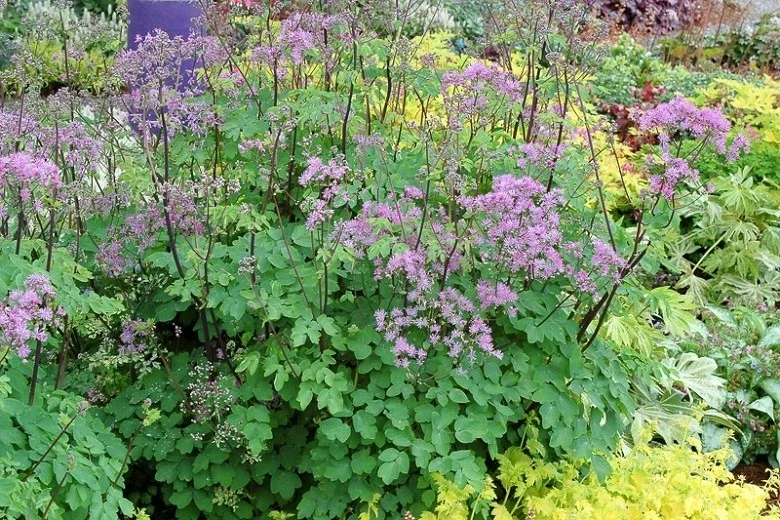 Thalictrum 'Black Stockings' Meadow Rue Live Plant - Outdoor Perennial Flower Thalictrum 'Black Stockings' Meadow Rue Live Plant - Outdoor Perennial Flower - Image 4