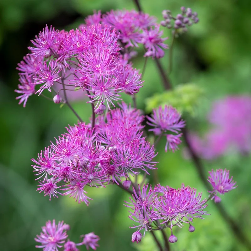 Thalictrum 'Black Stockings' Meadow Rue Live Plant - Outdoor Perennial Flower Thalictrum 'Black Stockings' Meadow Rue Live Plant - Outdoor Perennial Flower - Image 5