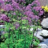 Thalictrum 'Black Stockings' Meadow Rue Live Plant - Outdoor Perennial Flower Thalictrum 'Black Stockings' Meadow Rue Live Plant - Outdoor Perennial Flower - Image 1
