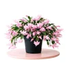Thanksgiving Cactus Live Plant – Light Pink Flowers – 4 Inch Pot – 4-6 Inches Tall - Image 1